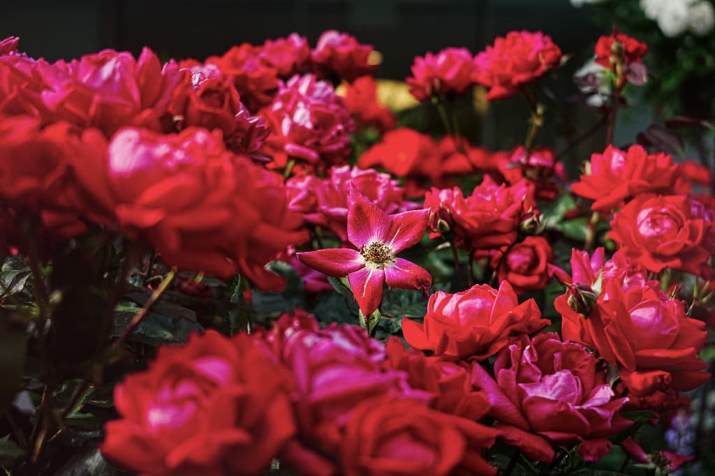 バラの写真（ギャラリーへ）