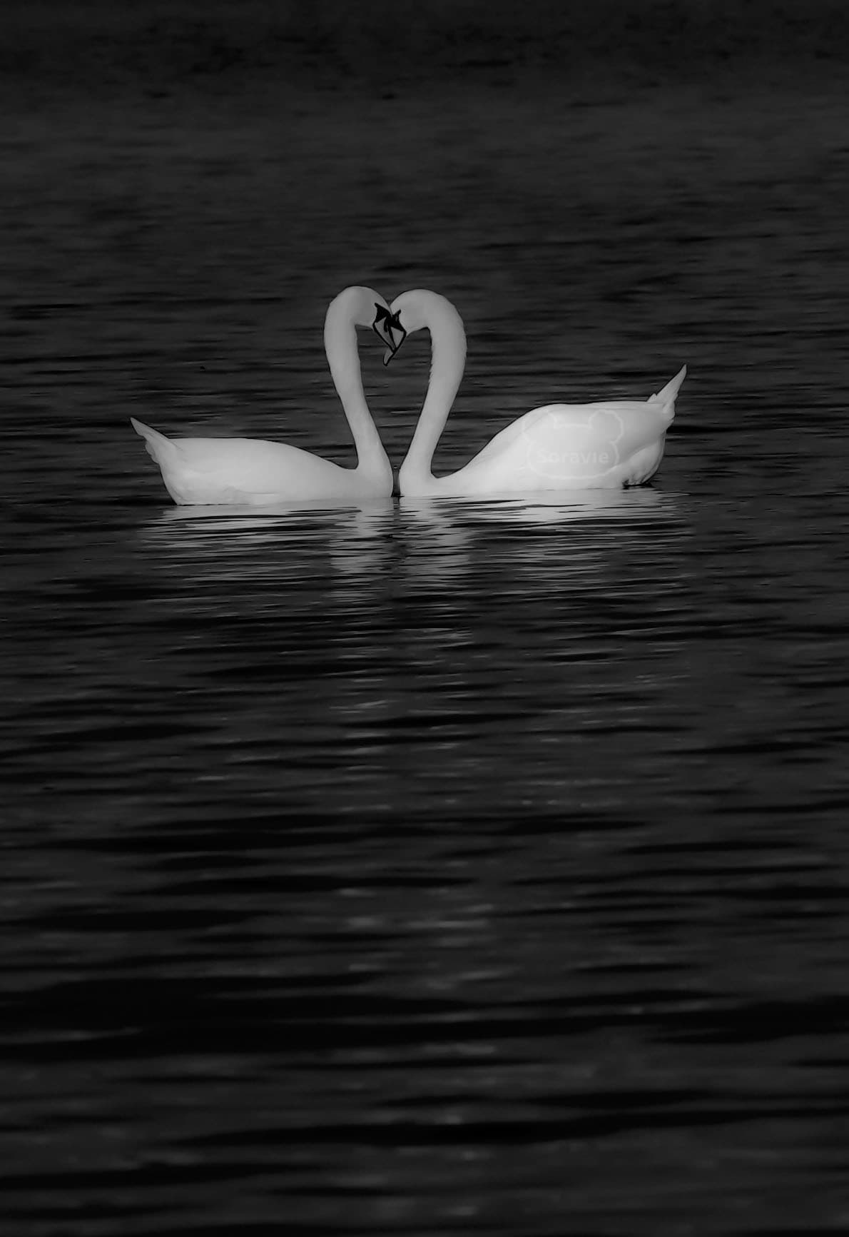 白鳥 のプレビュー